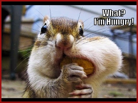 squirrel